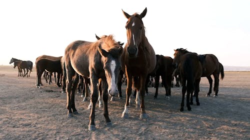 Herd of Horses