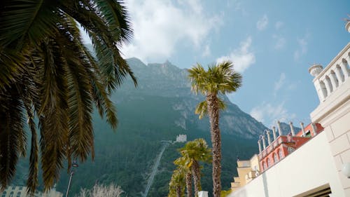 Low Angle View of Palm Trees in a City Surrounded by Mountains 