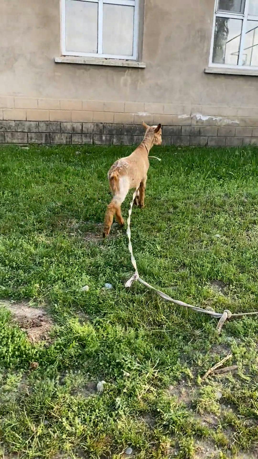 Goat on Leash by Building Free Stock Video Footage, RoyaltyFree 4K & HD Video Clip