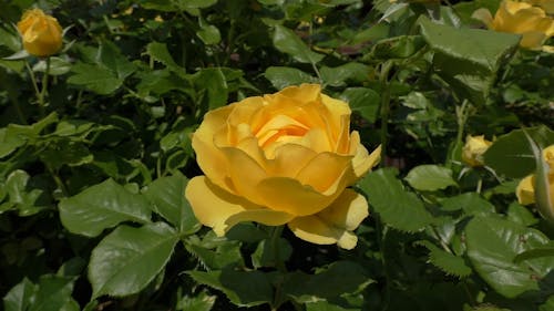 Close-up View of Yellow Rose