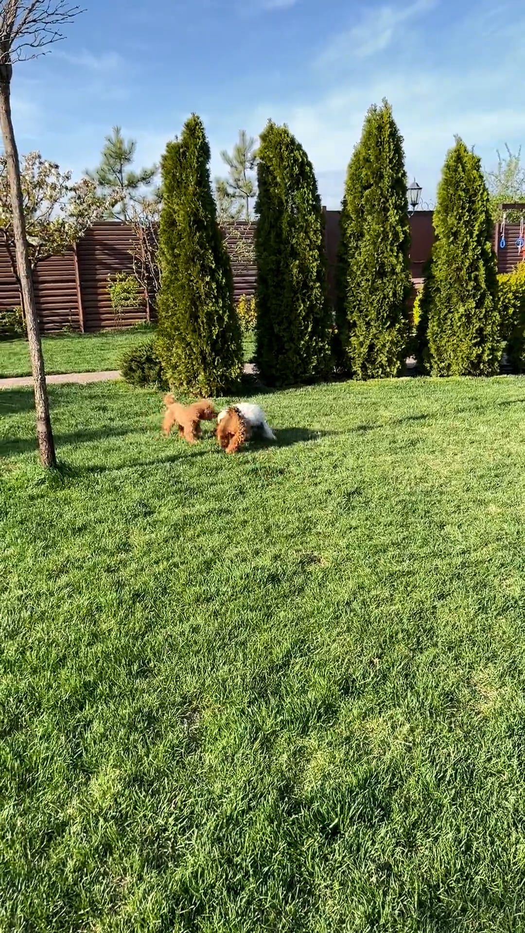 stop scrolling, look
🎥 Anna Bondarenko · Pexels
#pets #dogs #cats #cute #animals