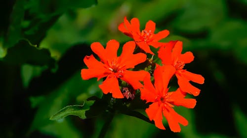 Close-Up Video of Red Flowers