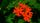 red flower
