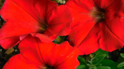 Close-Up Video Of Red Petunias