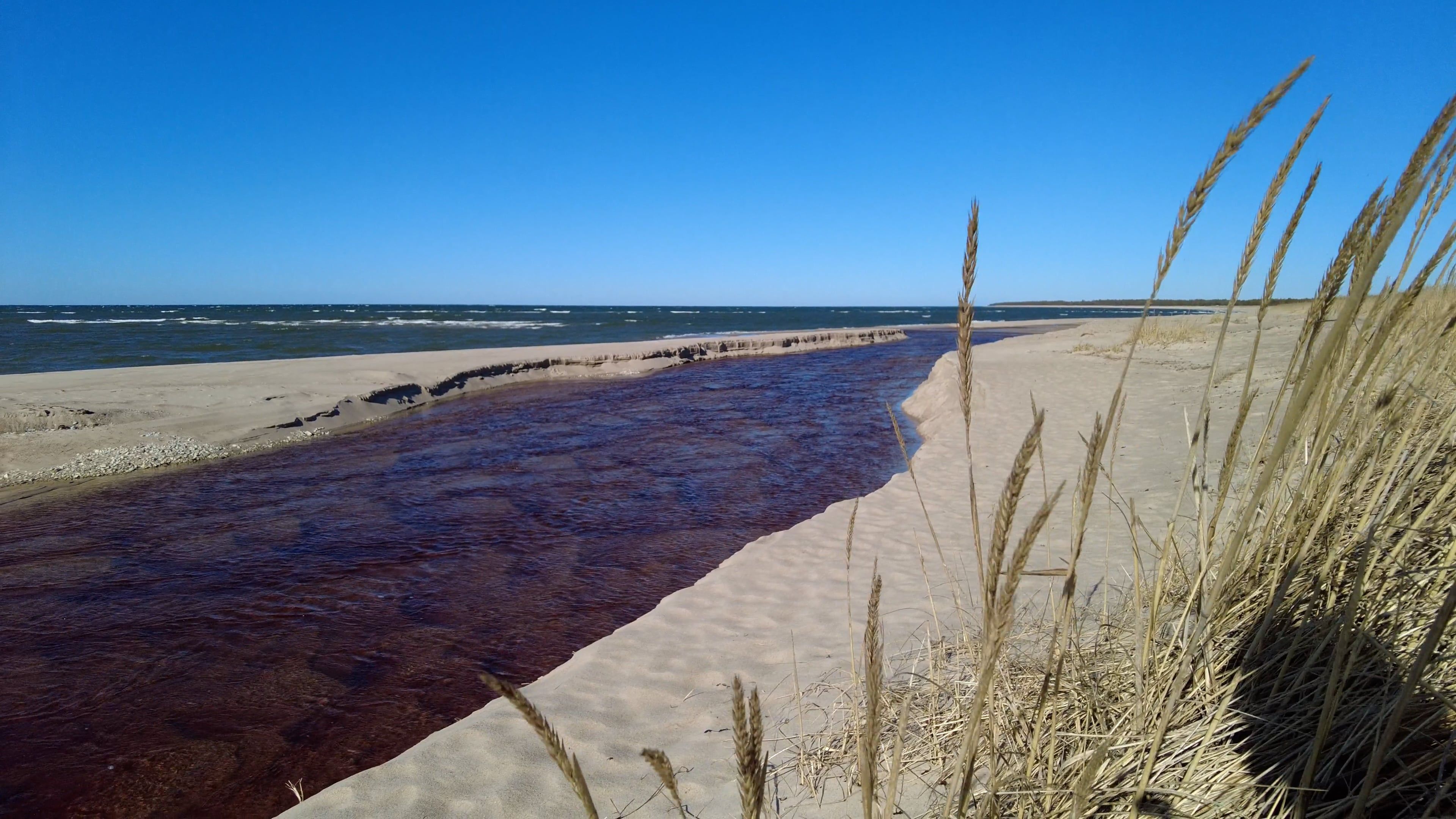 Rushes Waving on Wind on Beach Free Stock Video Footage, Royalty-Free ...