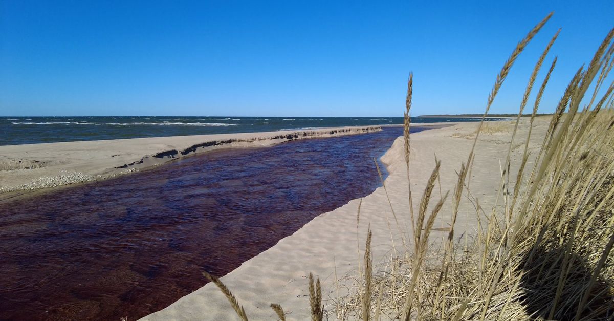 Sand Rushes In Rushes Waving on Wind on Beach Free Stock Video Footage, Royalty-Free ...