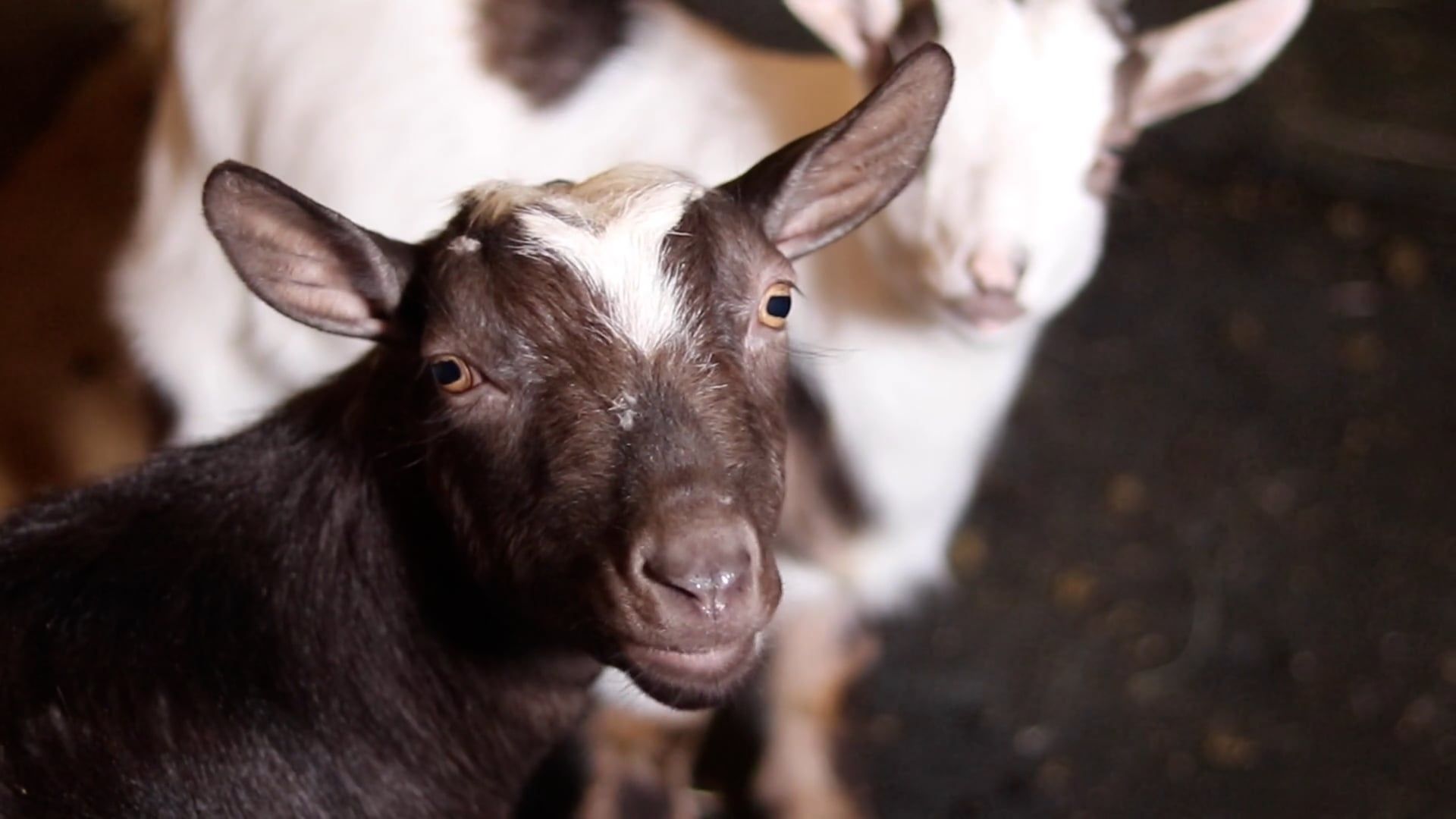 Lip Goat Videos, Download The BEST Free 4k Stock Video Footage & Lip ...