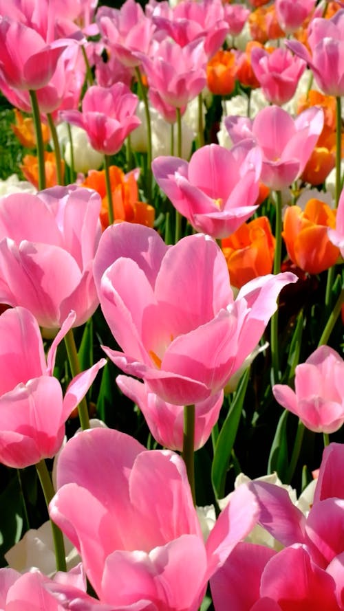 Pink Tulips Swaying in the Wind