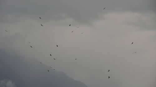 Birds on Sky