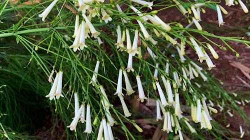 Close up Of White Russelia Flowers