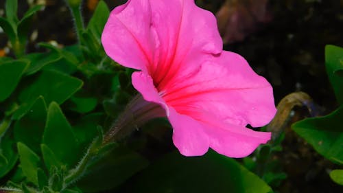 Close-Up Video Of Pink Flower