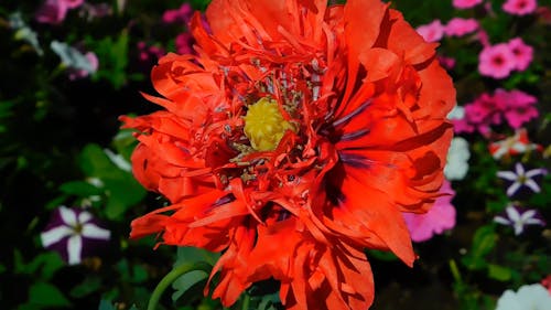 Red Flower In Bloom