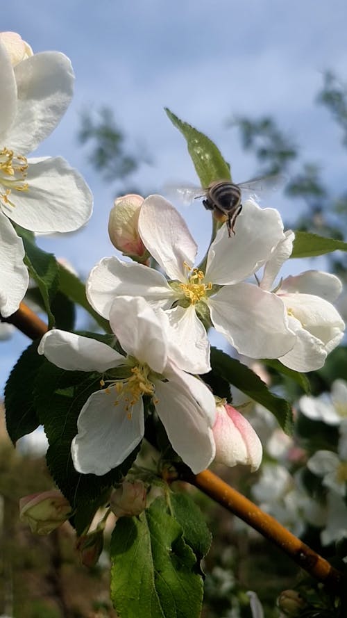 Flying Bee and White Flowers