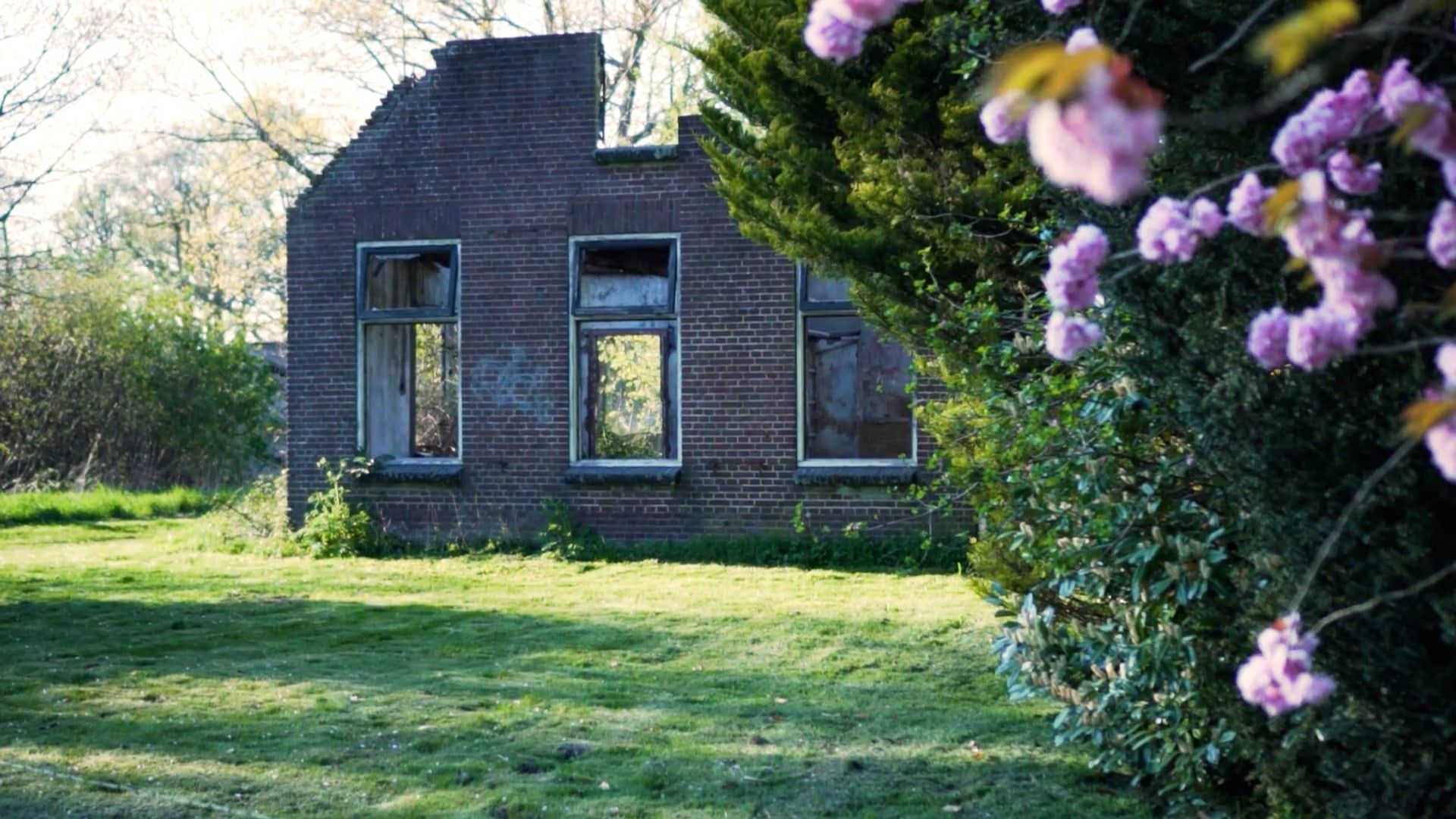 A Flowering Tree in the Garden of an Abandoned House Free Stock Video ...