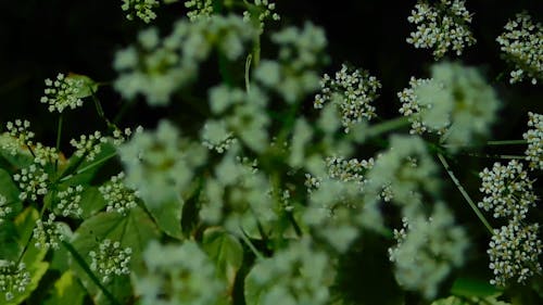 Close-Up Video Of White Flowers