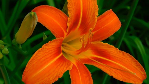오렌지 꽃의 클로즈업 비디오