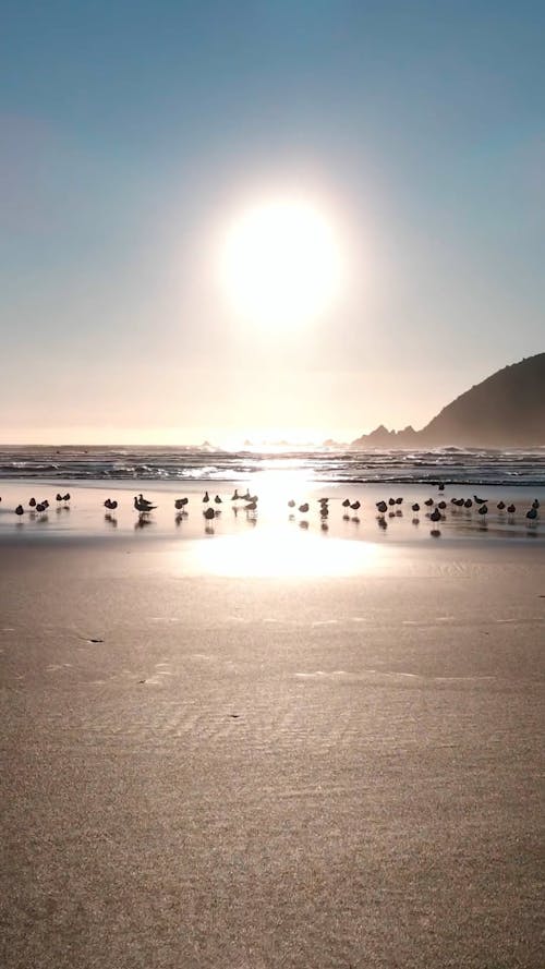 Sunrise above Sea Beach and Birds