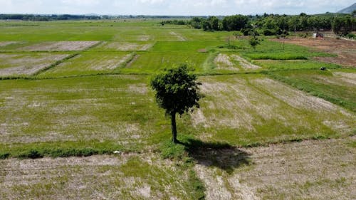 Tree on Field