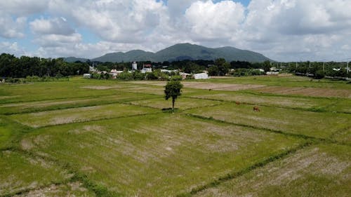 Birds Eye View of Tree on Field