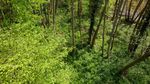 Forest Videos, Download The BEST Free 4k Stock Video Footage & Forest ...