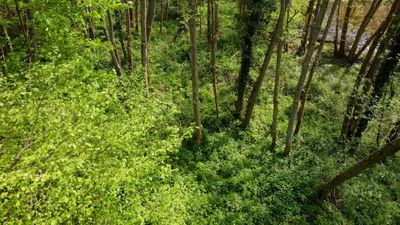 Forest Videos, Download The BEST Free 4k Stock Video Footage & Forest ...