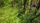 green forest