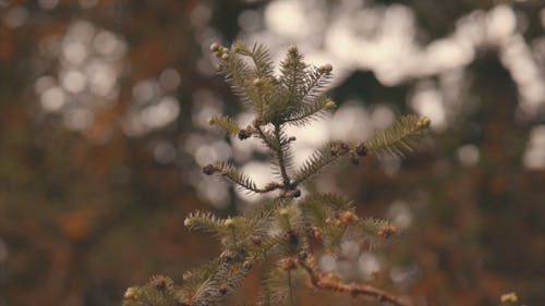 Close up of Coniferous Tree Branches