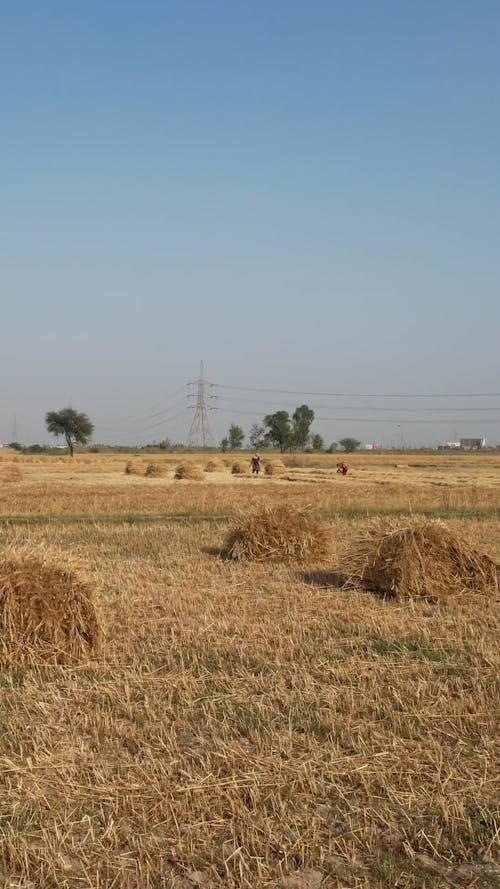 Hay Bales on Field