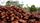 cocoa beans