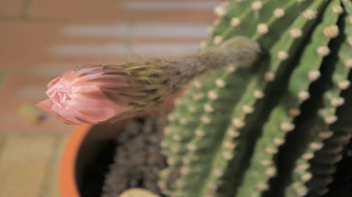 Una Flor De Cactus Floreciendo