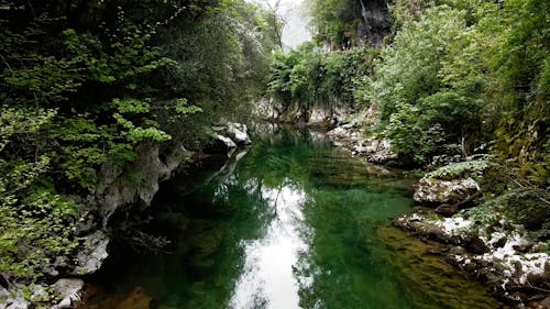 Water Stream Among Trees