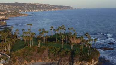 trees on sea shore
