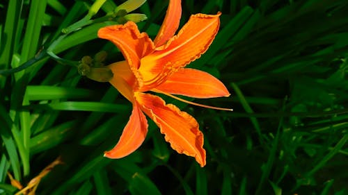 Orange Flower