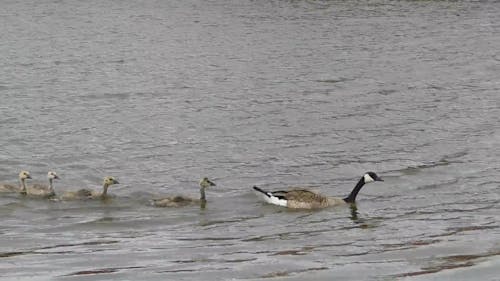 Ducks At The Lake