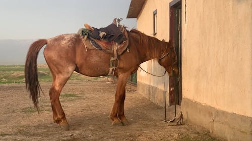 A Brown Horse Tied outside a House in a Rural Area 