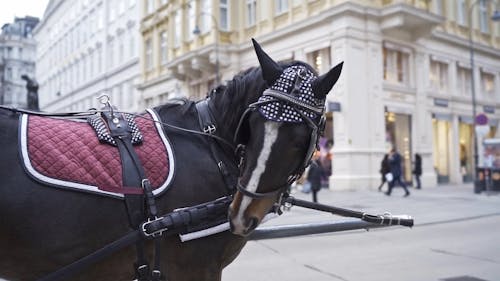 Horse in Vienna