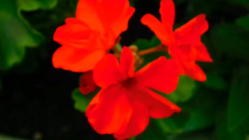 Close-Up Video Of Red Flowers