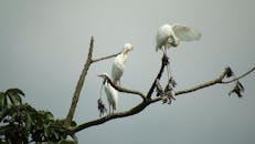 Birds Perching on Branches