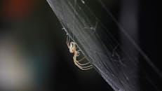 Spider on Net
