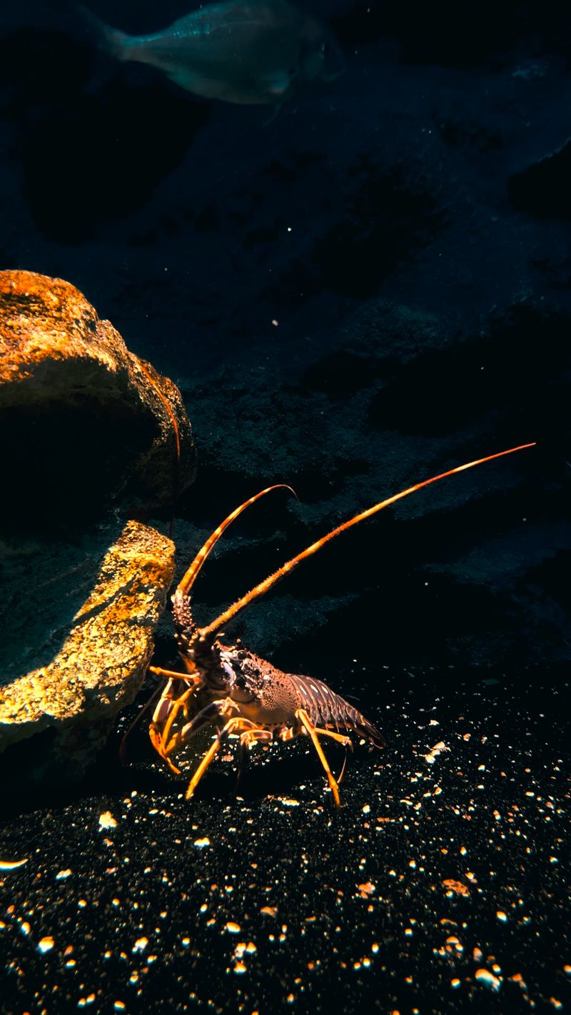 Lobster Videos, Download The BEST Free 4k Stock Video Footage & Lobster ...