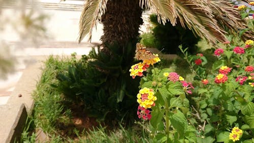 여러 가지 빛깔의 꽃에 나비