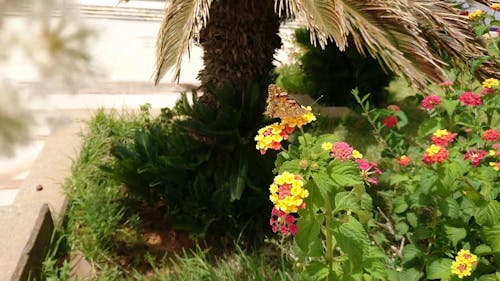 Butterfly On Multicolored Flowers