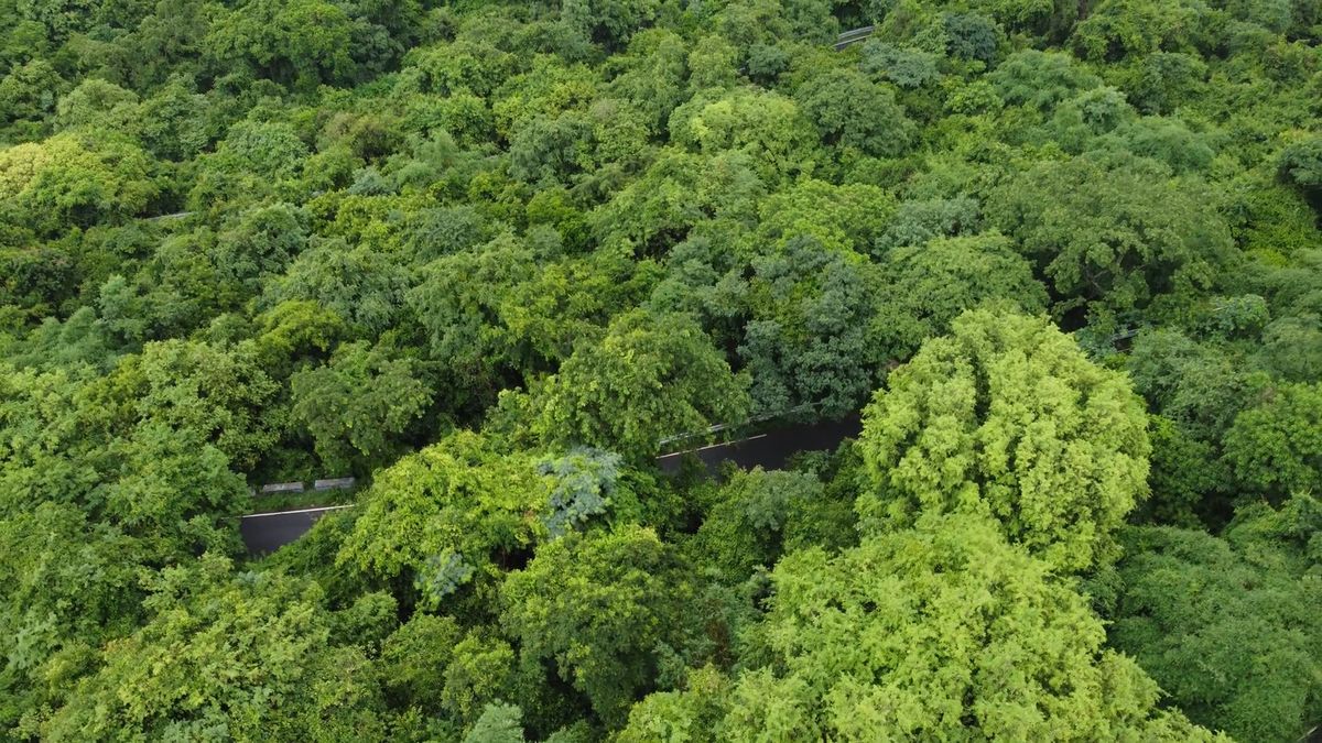 Drone Shot of a Beautiful Trees in the Park Free Stock Video Footage ...