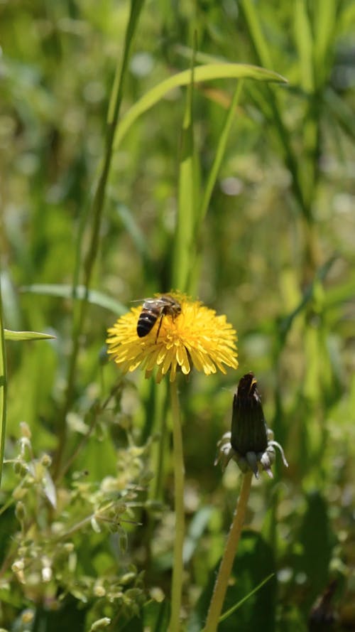 Bee on Flower