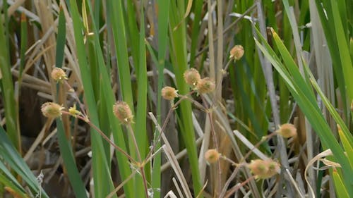 Fiori Selvatici