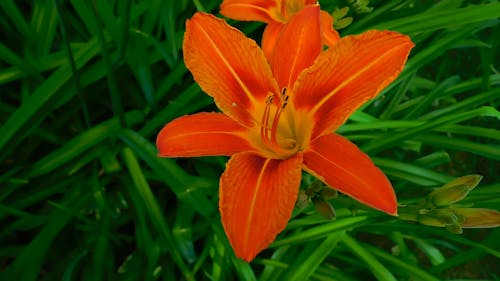 Close-Up Video Of Orange Flower