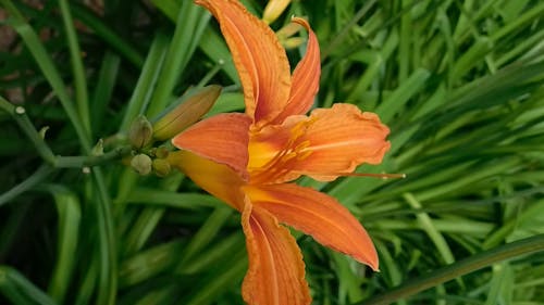 Tiger Lily Video