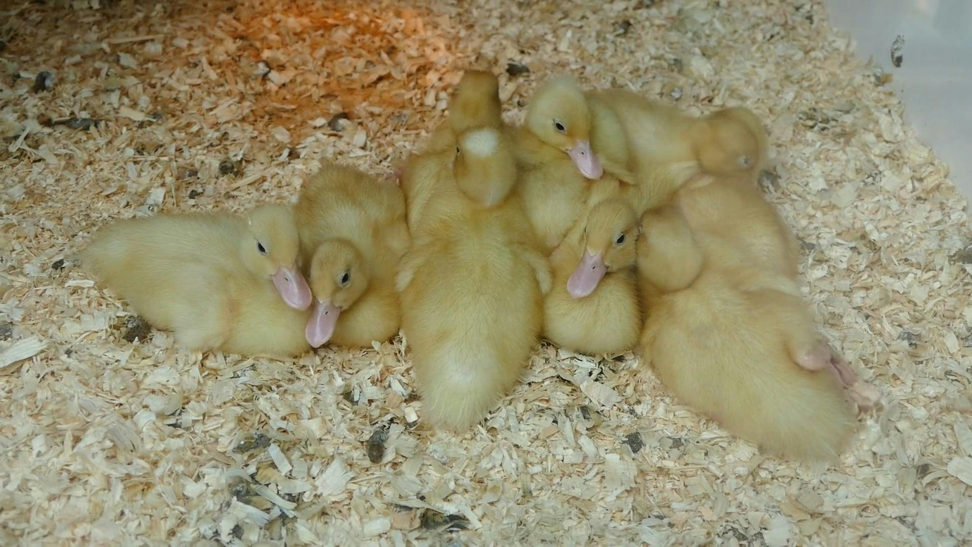 A Brood of Ducklings Huddling Together Free Stock Video Footage ...