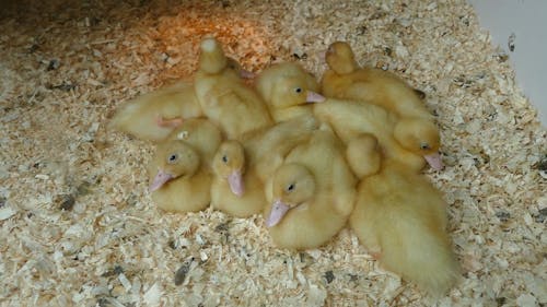 A Brood of Ducklings Huddling Together on Wood Shavings 