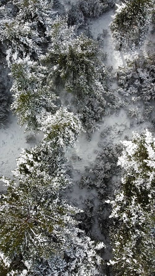 Winter in Forest